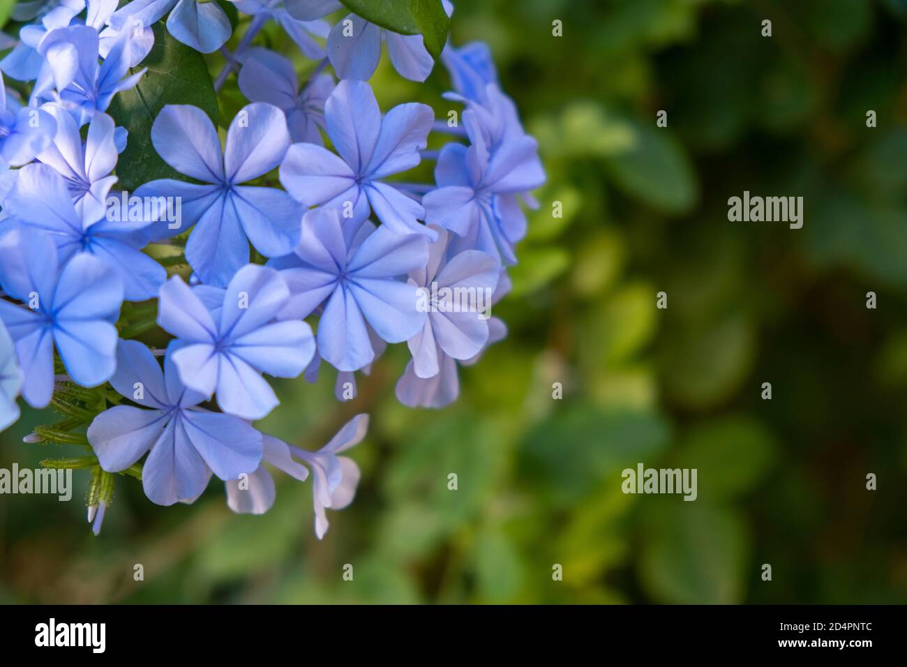 Cây hoa xanh lobelia với màu sắc tươi sáng và sắc nét như là một bức tranh tự nhiên giữa thiên nhiên. Nét đặc trưng và độc đáo của nó đã thu hút sự quan tâm của nhiều người. Hãy xem hình và dễ dàng cảm nhận được vẻ đẹp thiên nhiên tuyệt đẹp của cây hoa xanh lobelia này. 
