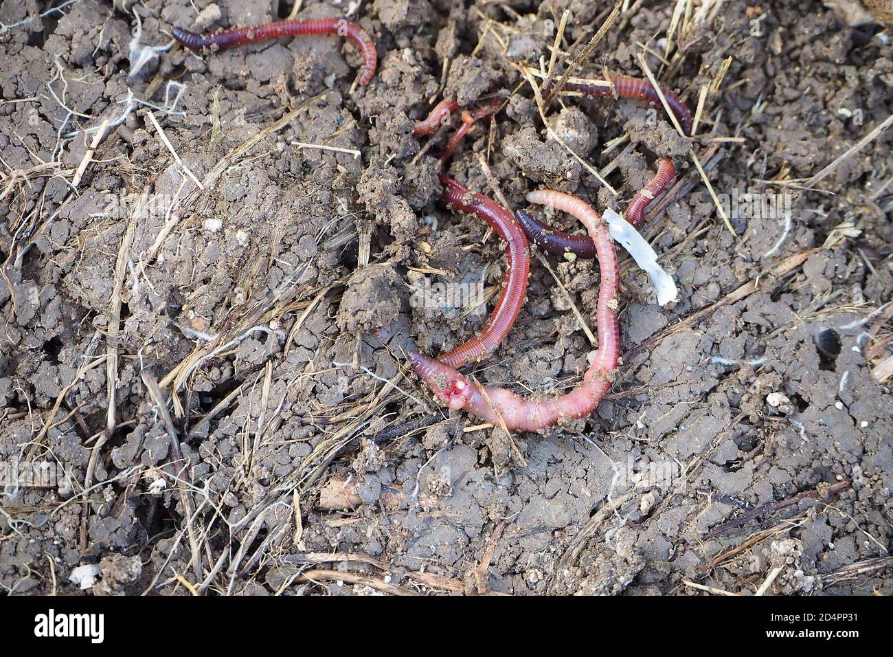 earthworms moving on the surface of the soil,earthworms moving on the