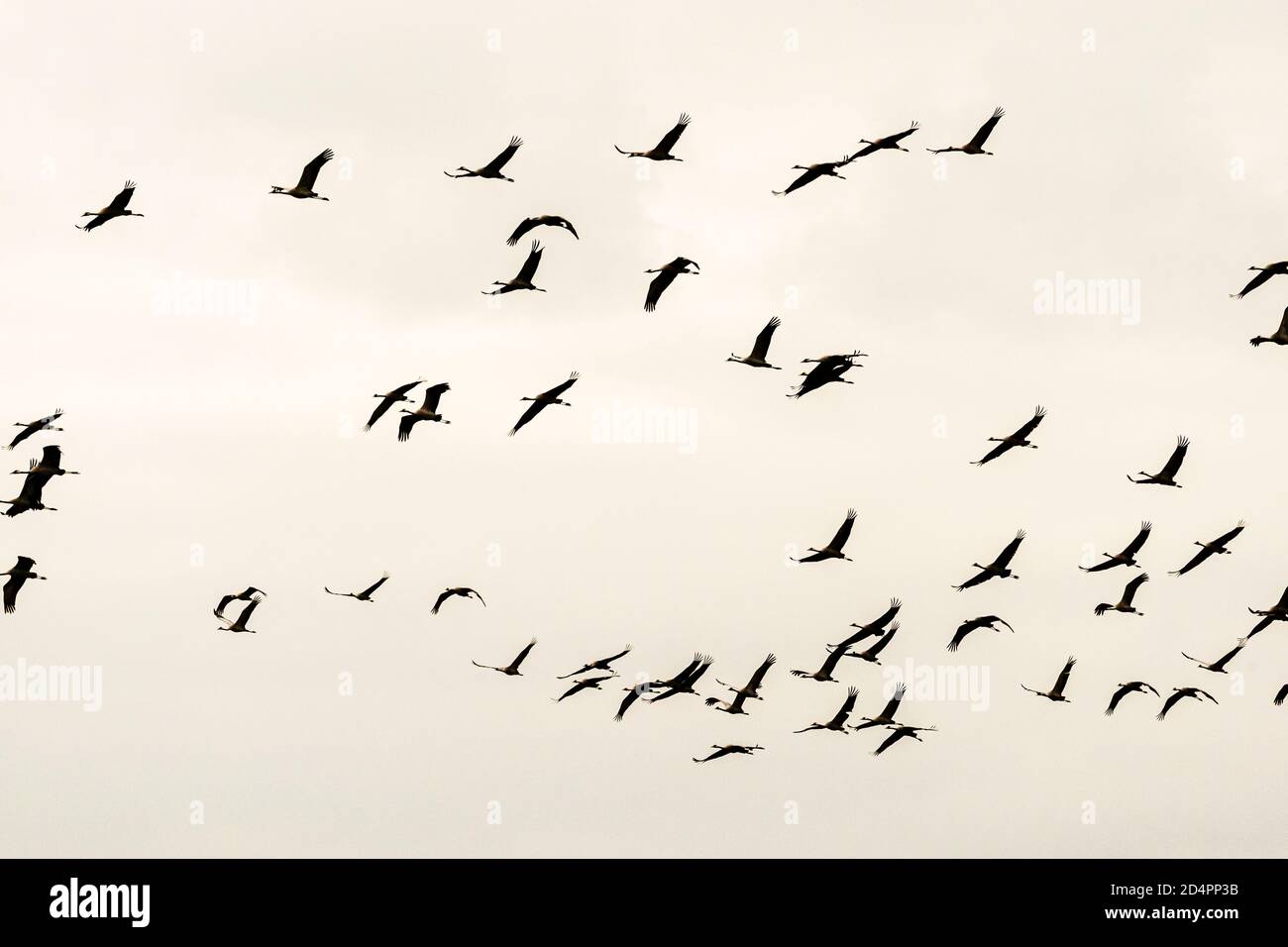 Silhouette of a flock of cranes in Röbel-Müritz, Germany Stock Photo