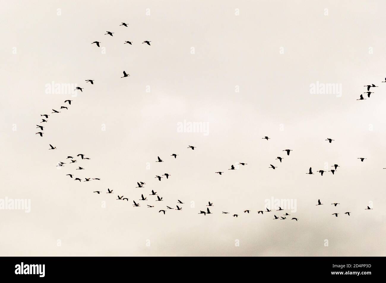 Silhouette of a flock of cranes in Röbel-Müritz, Germany Stock Photo