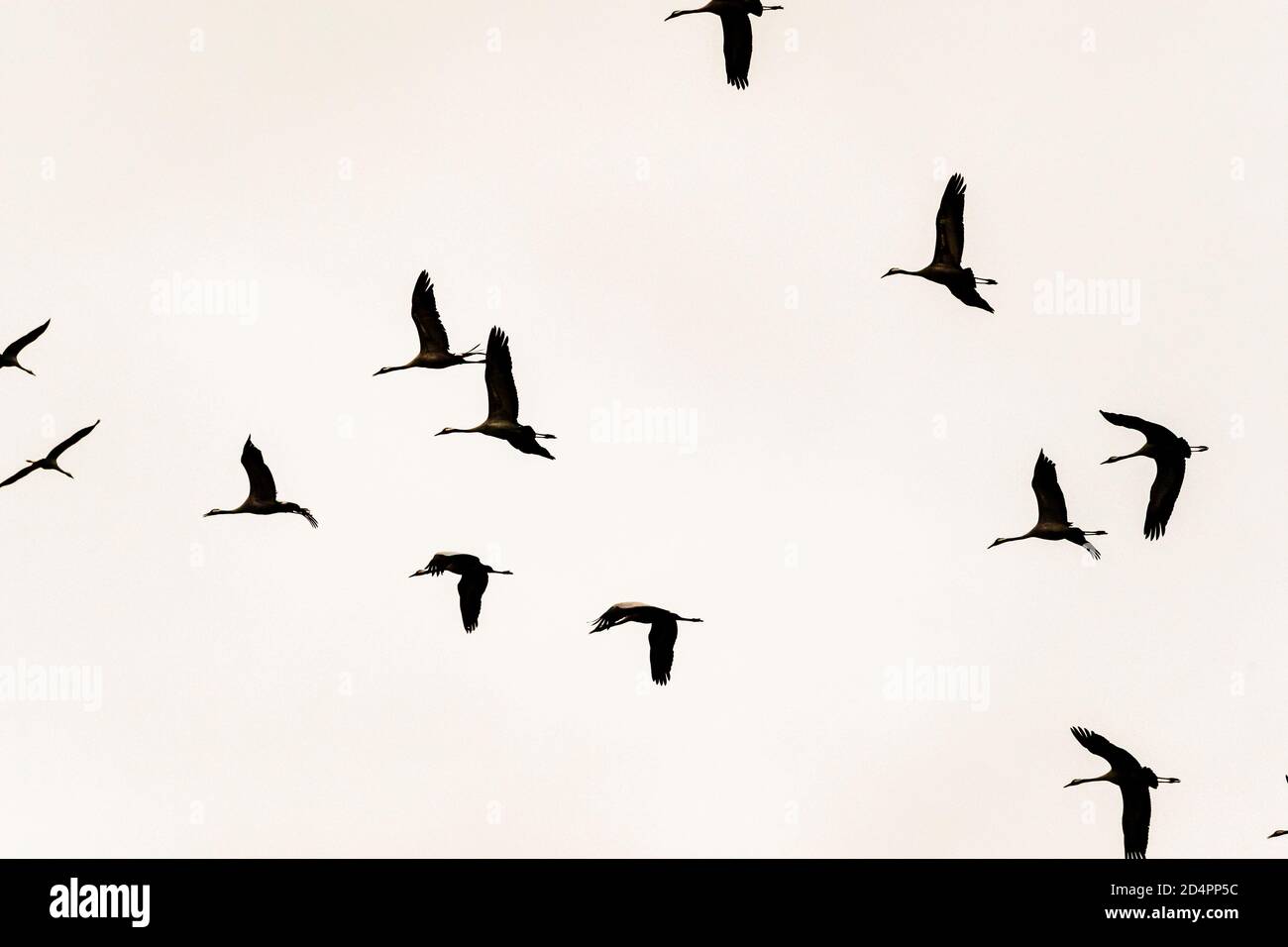 Silhouette of a flock of cranes in Röbel-Müritz, Germany Stock Photo ...