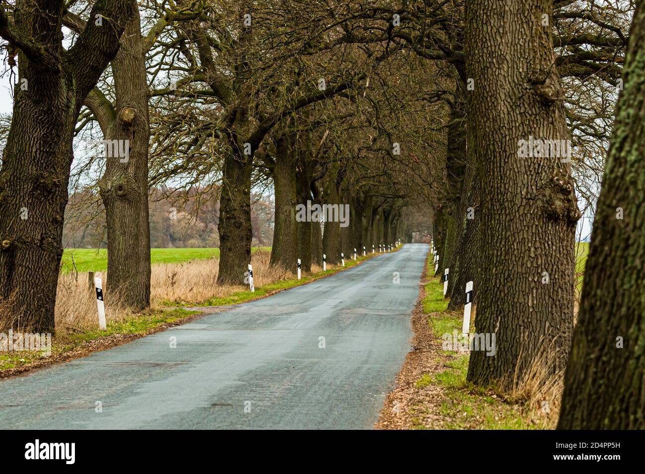 Oak avenue in Röbel-Müritz, Mecklenburg-Western Pomerania,  Germany Stock Photo