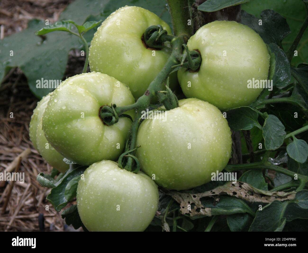 Green tomatoes hanging from the plant vine Stock Photo - Alamy