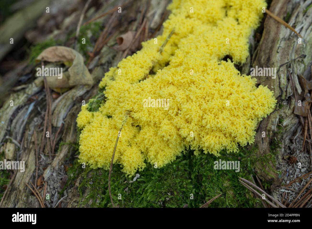 Fuligo septica, slime mold, scrambled egg slime fungus on tree stump closeup selective focus Stock Photo
