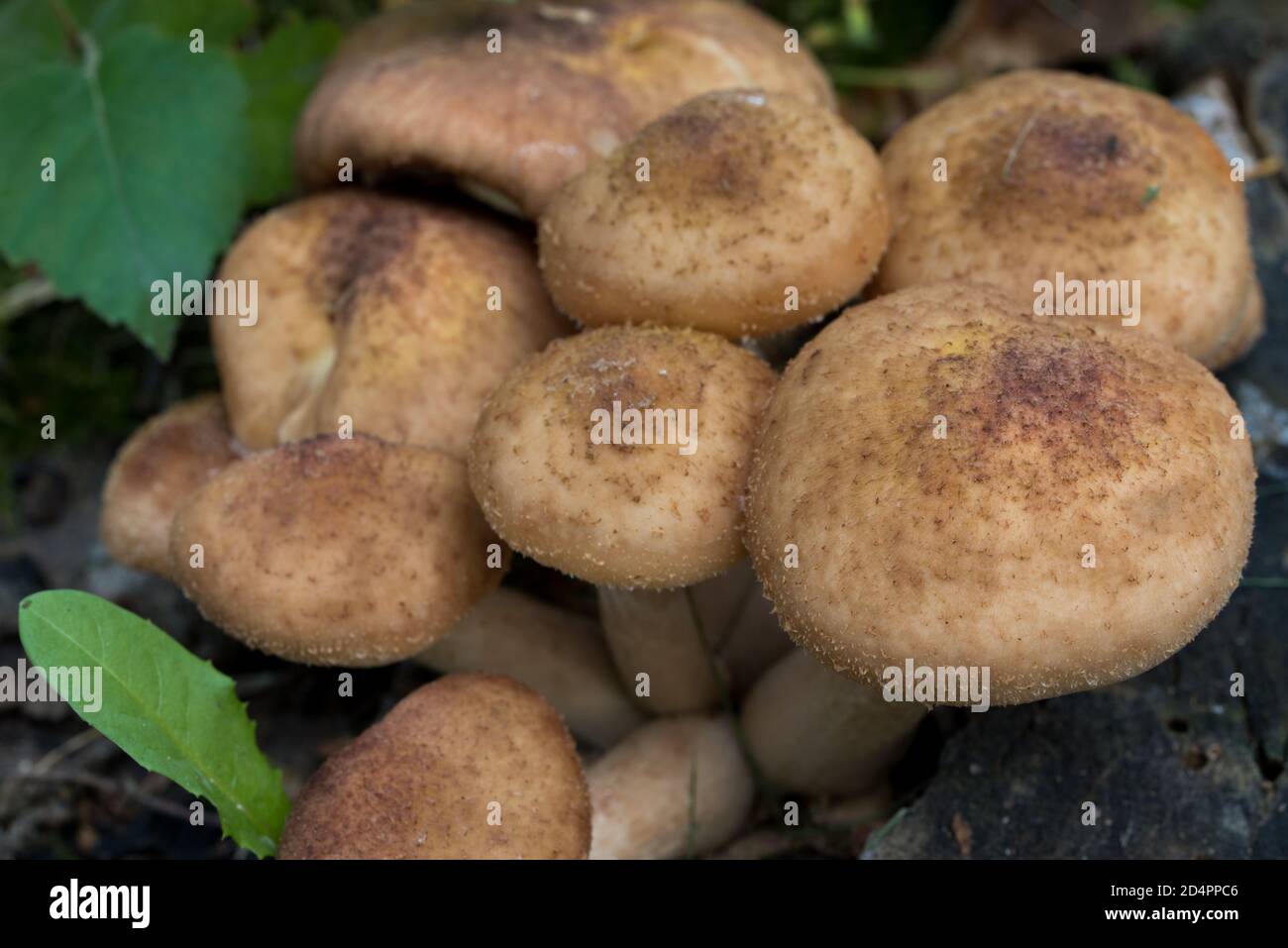 Armillaria ostoyae mushroom Stock Photo
