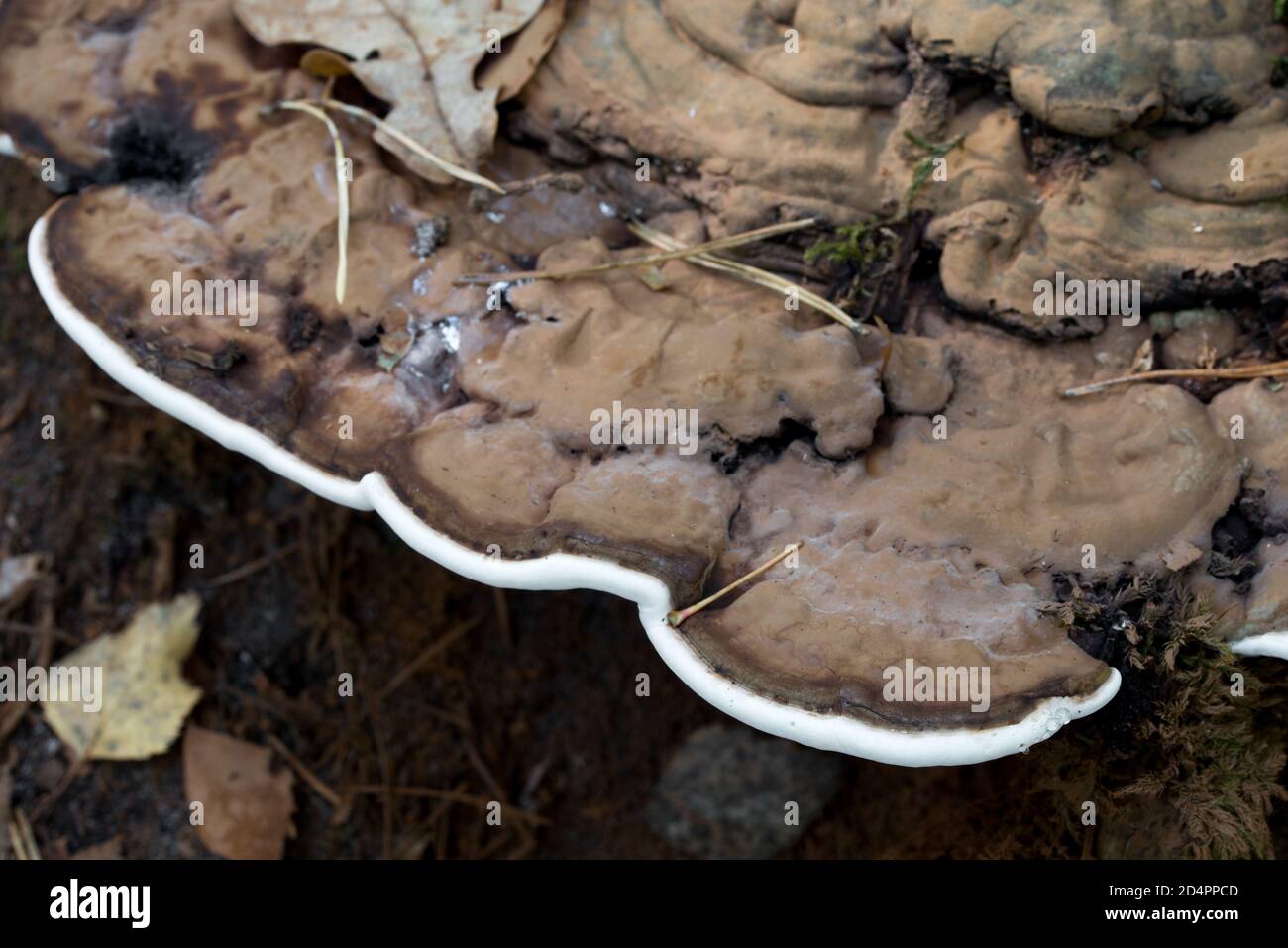 Ganoderma applanatum, artist's bracket,  bear bread fungus on tree stump closeup selective focus Stock Photo