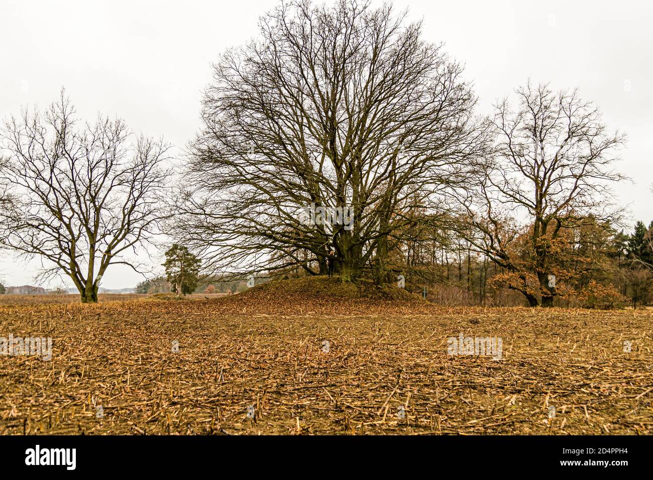 Rural Landscape near Fincken, Germany Stock Photo