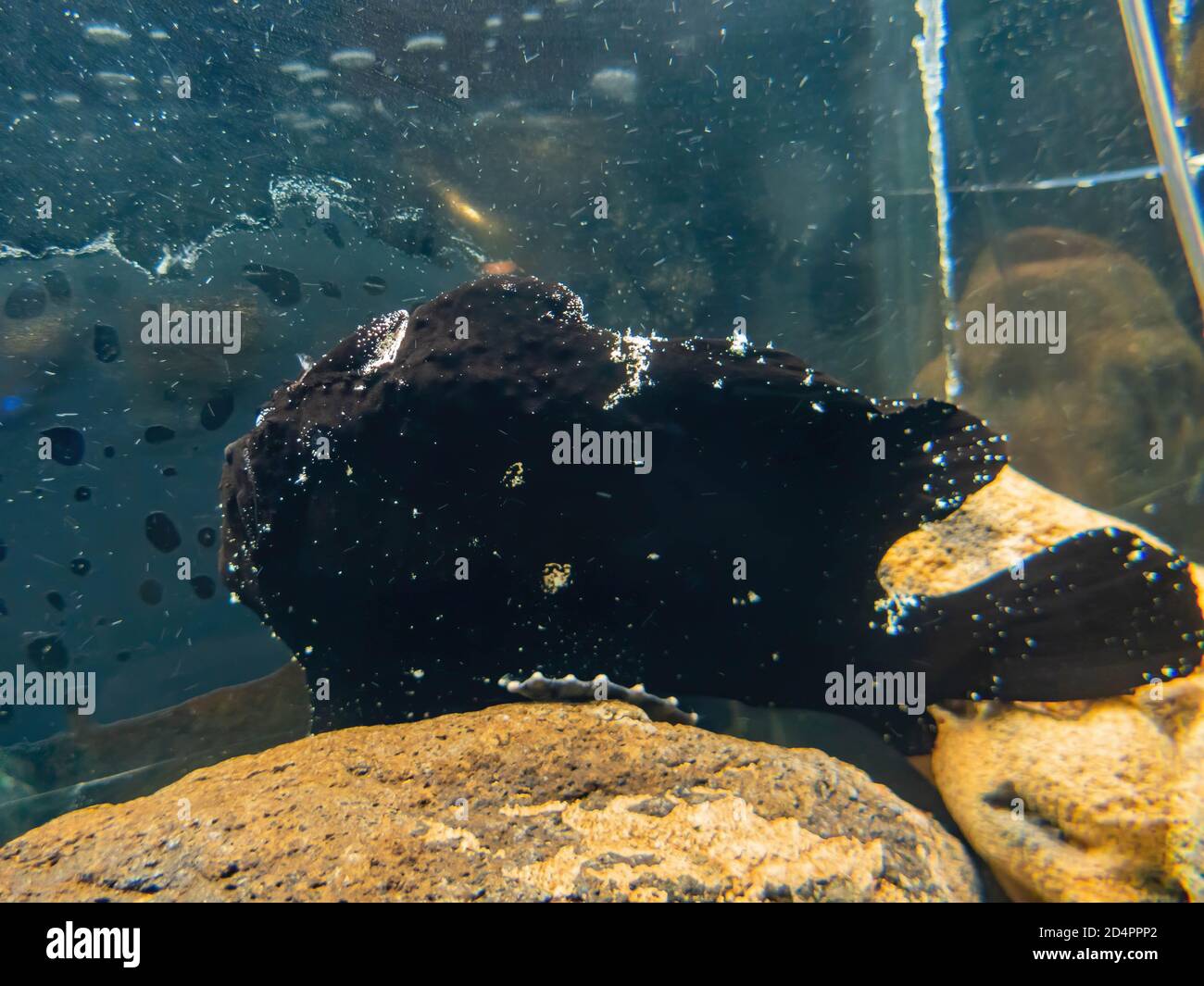 Close up shot of a cute black Frogfish at Las Vegas, Nevada Stock Photo