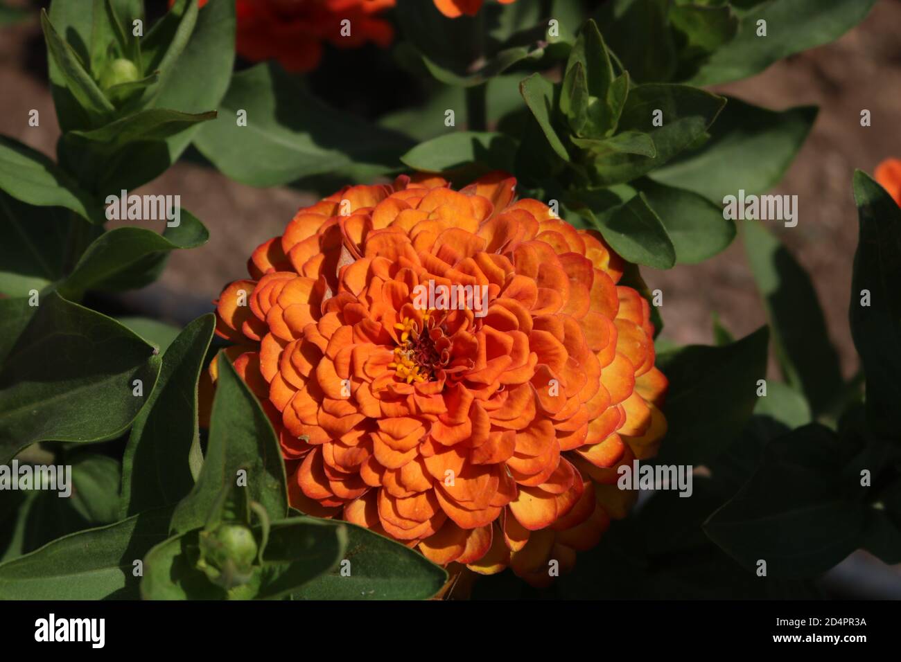 Orange Flower in bloom on a green background, Paphos, Cyprus Stock Photo