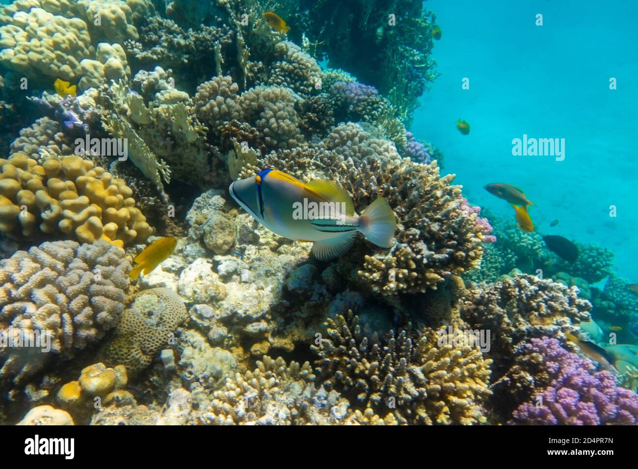 Arabian picassofish (Rhinecanthus assasi, triggerfish) in a colorful coral reef, Red Sea, Egypt. Unusual tropical bright fish in blue ocean lagoon wat Stock Photo