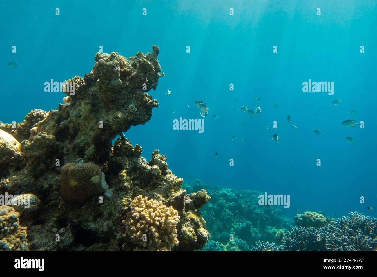 Coral reef and tropical fish in Red Sea, Egypt. Blue turquoise clear ocean  water, hard corals and rock in the depths, sun rays shining through water s  Stock Photo - Alamy