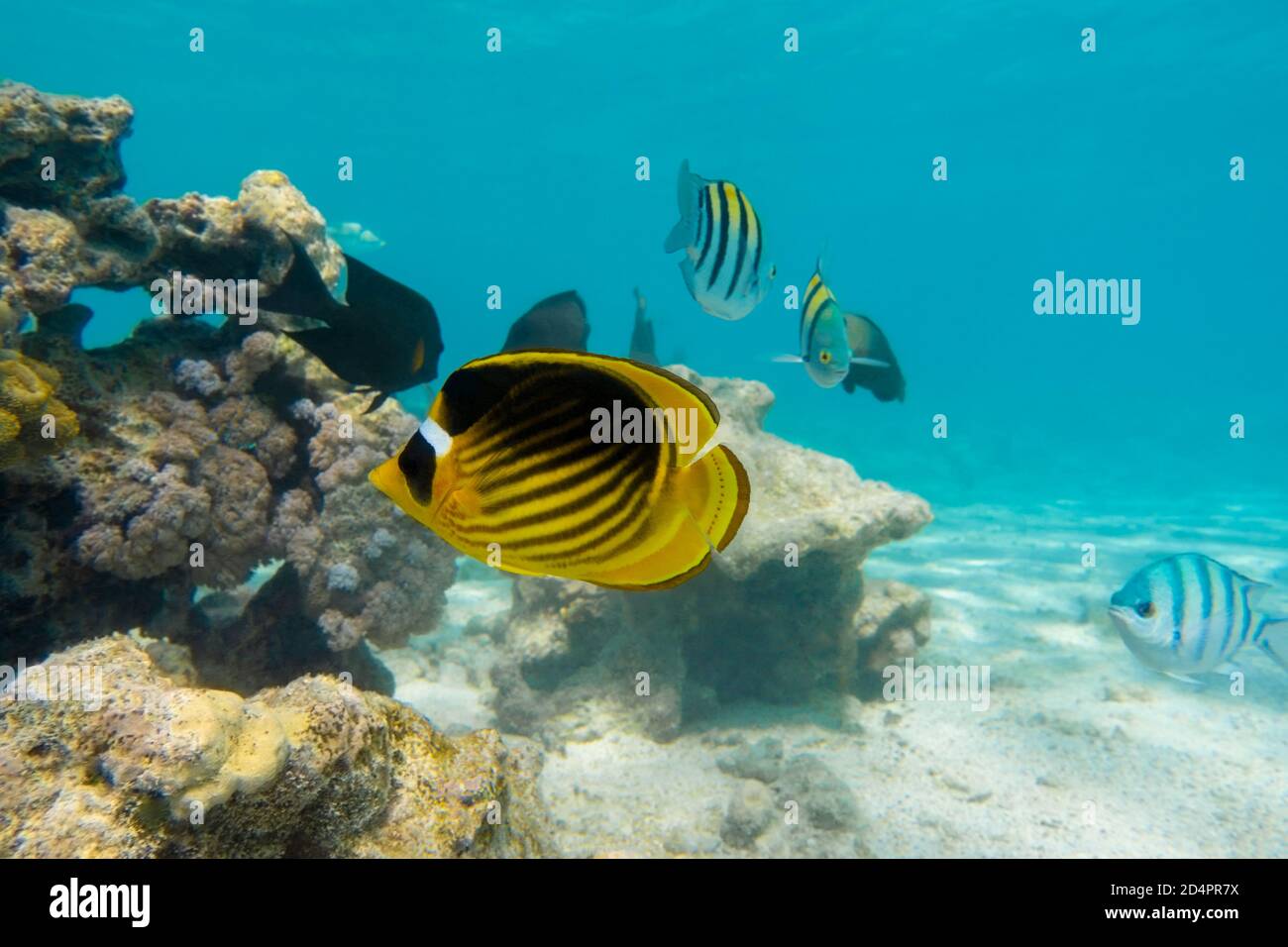 Raccoon Butterflyfish (Chaetodon lunula) over the coral reef, clear blue turquoise water. Colorful tropical fish in the ocean. Beauty stripped saltwat Stock Photo