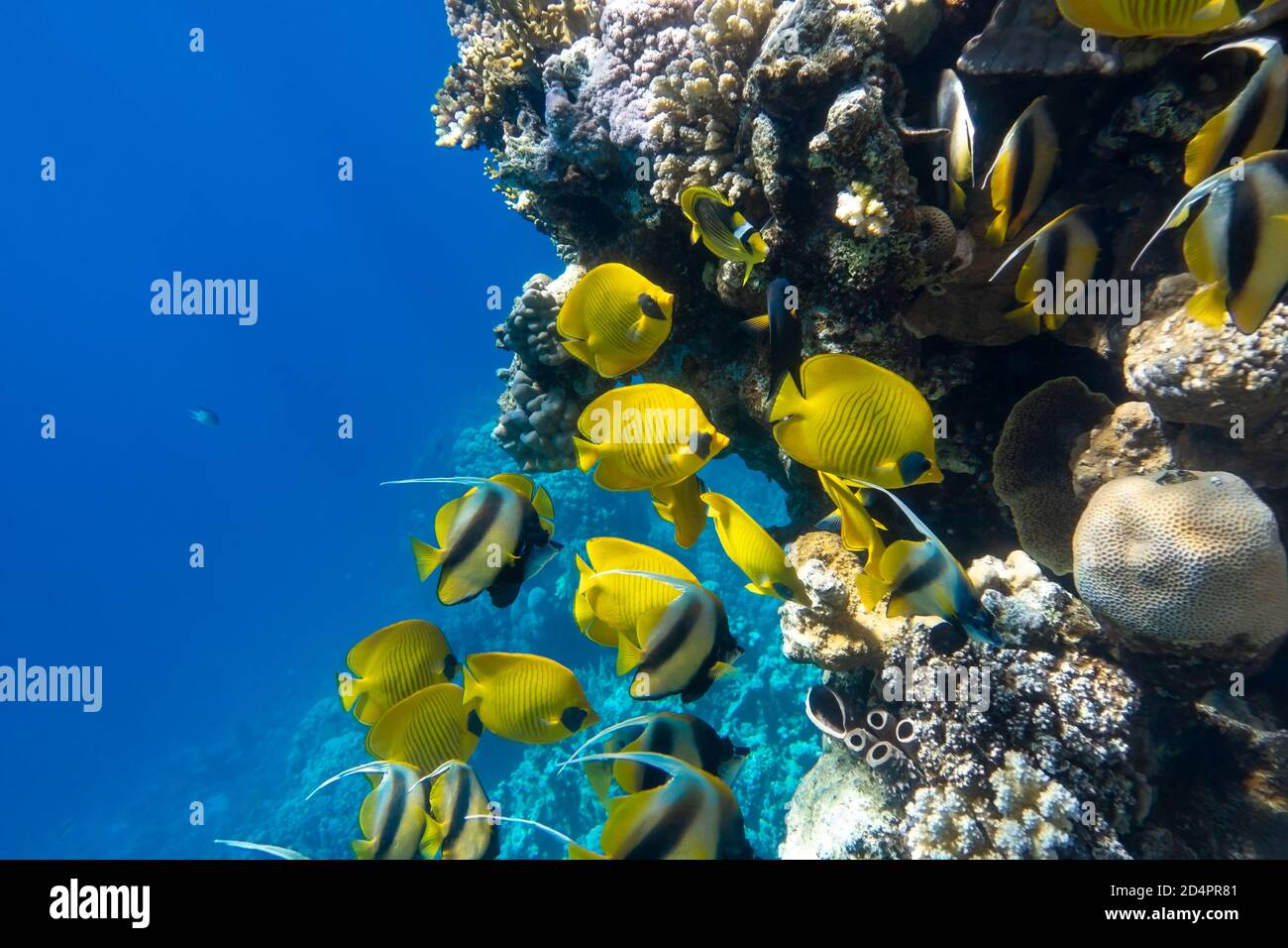 Large school of Butterflyfish (Chaetodon) in the coral reef, Red Sea, Egypt. Different types of bright yellow striped tropical fish in the ocean, clea Stock Photo