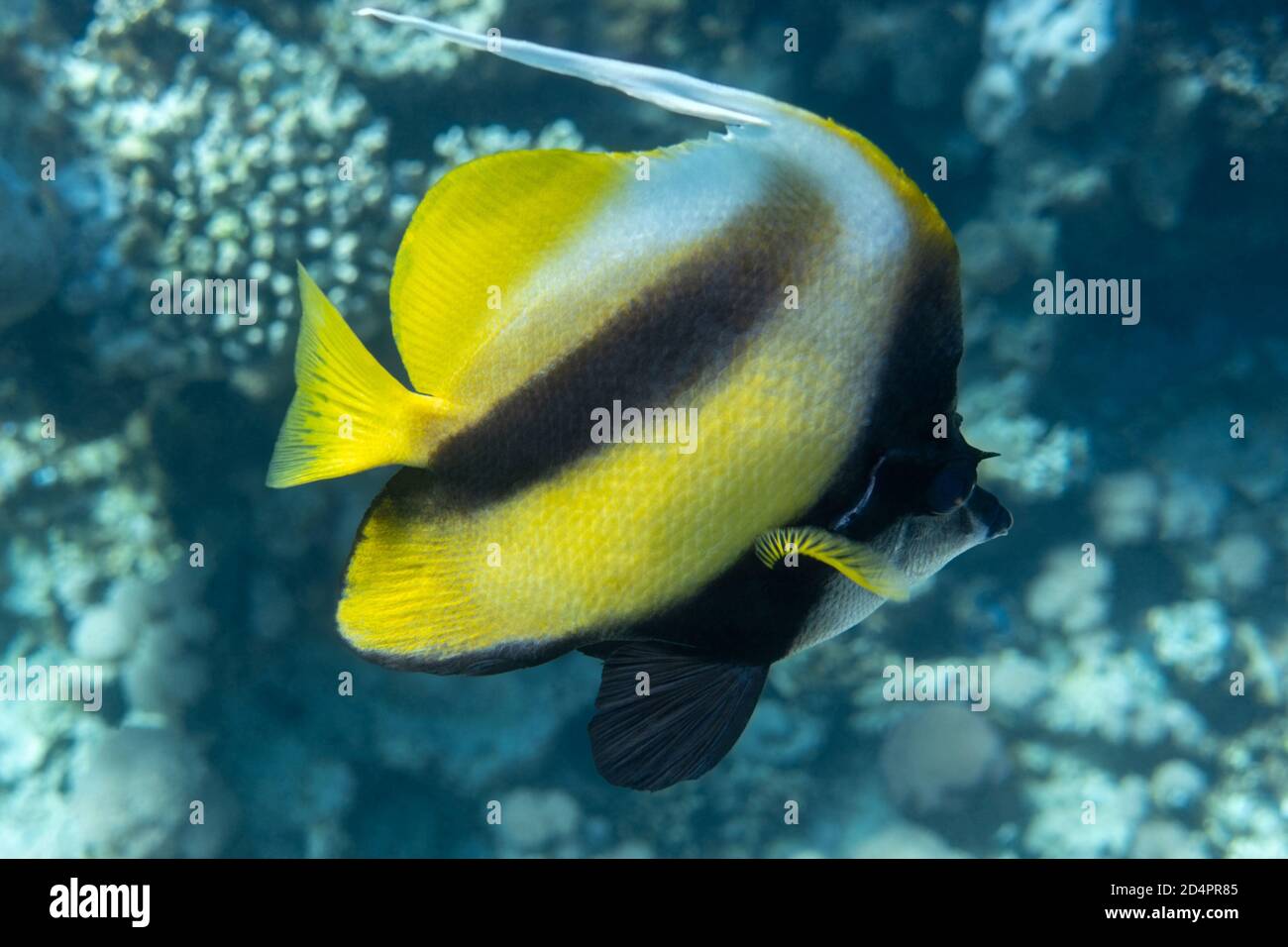 Pennant coral fish hi-res stock photography and images - Alamy