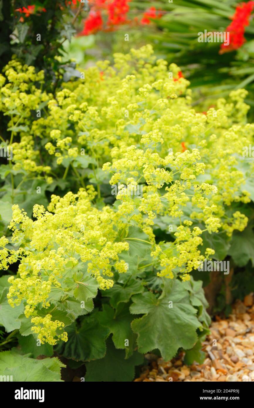 Alchemilla mollis. Acid green flowering Lady's Mantle bordering a gravel path in an English garden. UK Stock Photo