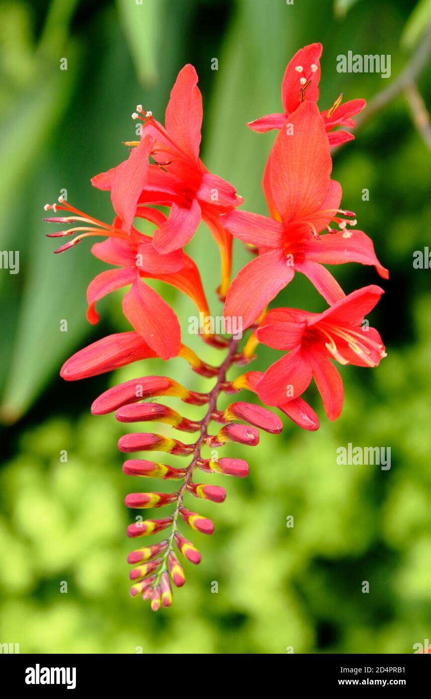 Montbretia. Crocosmia 'Lucifer' displauing distinctive ornamental flowerheads in mid summer. UK Stock Photo
