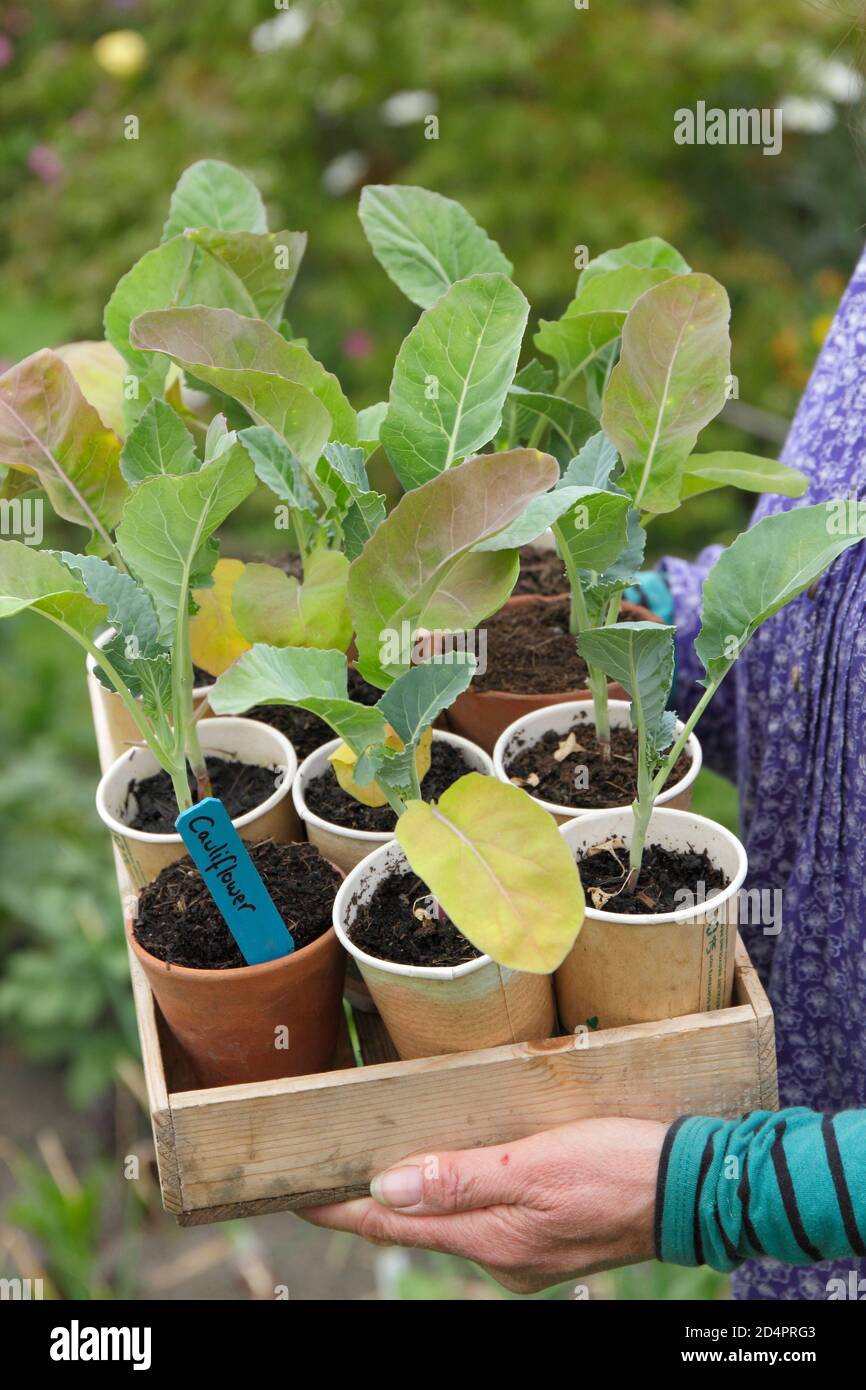 Brassica oleracea var. botrytis. Woman preparing to plant out young