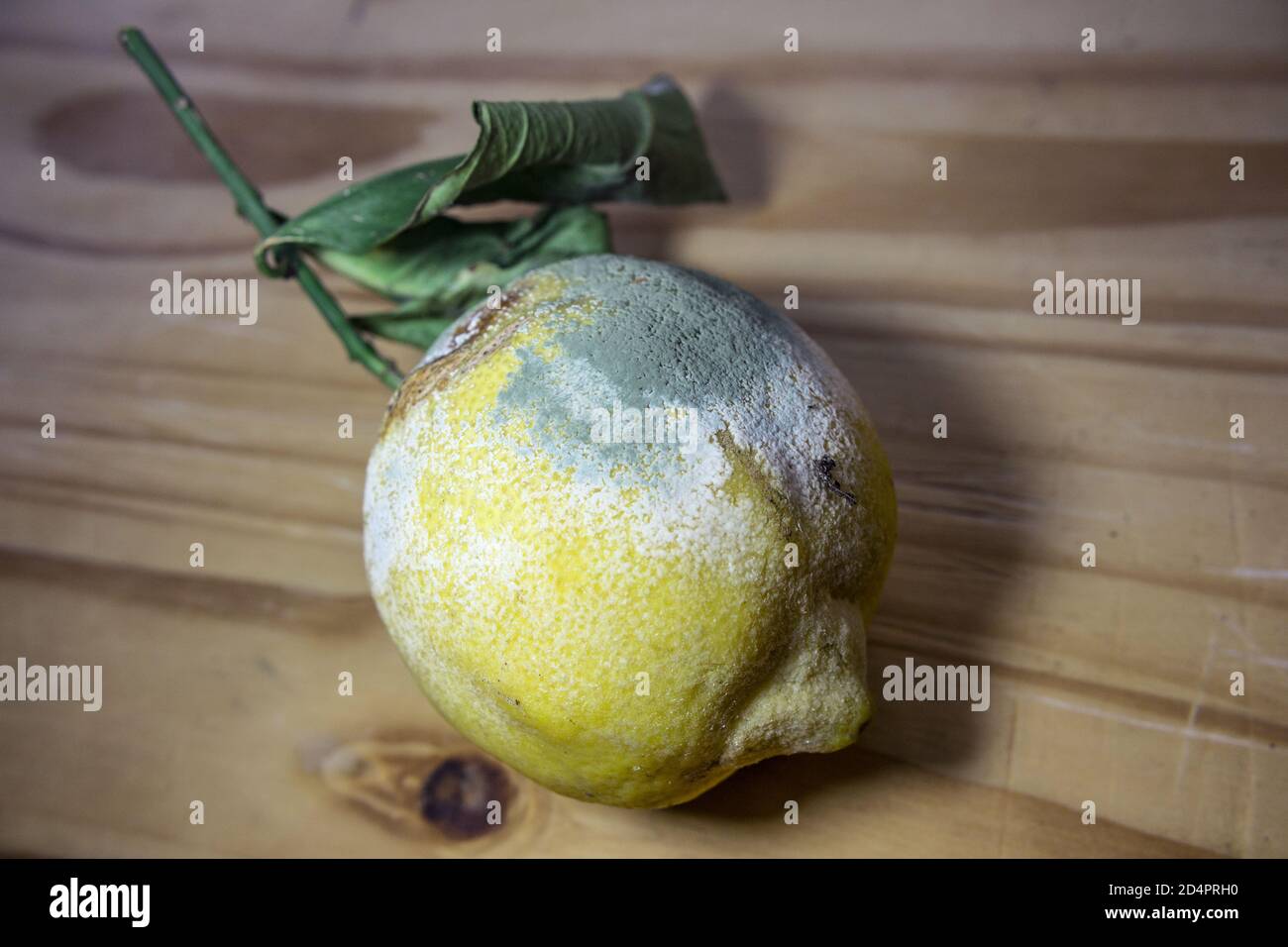 A lemon covered with mold resting on a wooden surface Stock Photo