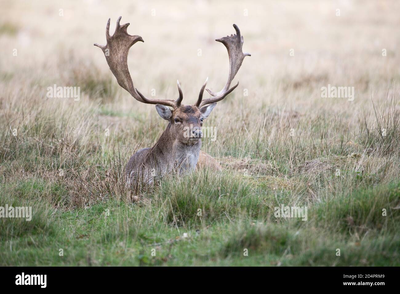 Fallow deer (Dama dama), male at rest, showing the typical palmate antlers of an adult buck of the species Stock Photo