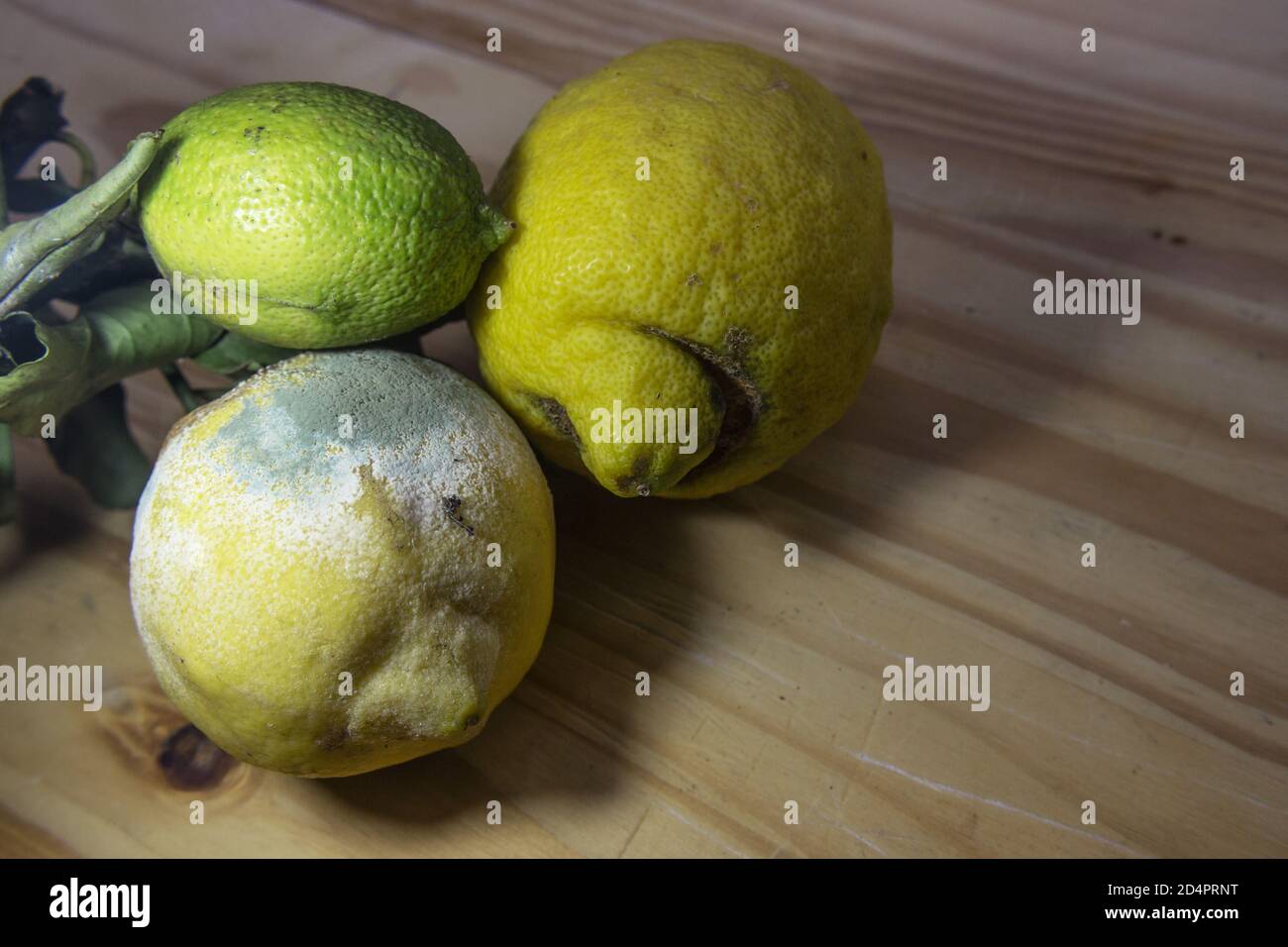 Group of three lemons, one of which is covered with mold Stock Photo