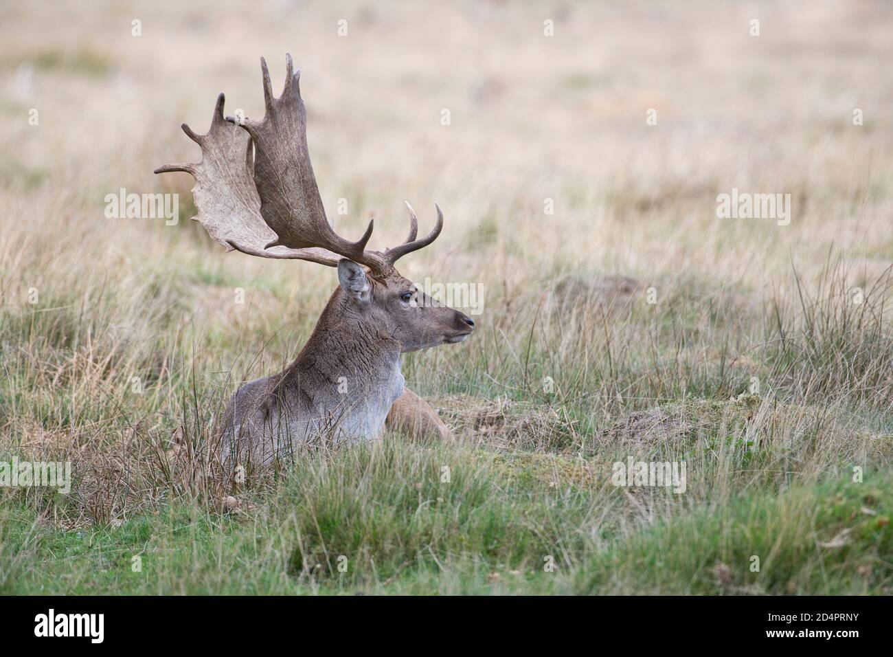 Fallow deer (Dama dama), male at rest, showing the typical palmate antlers of an adult buck of the species Stock Photo
