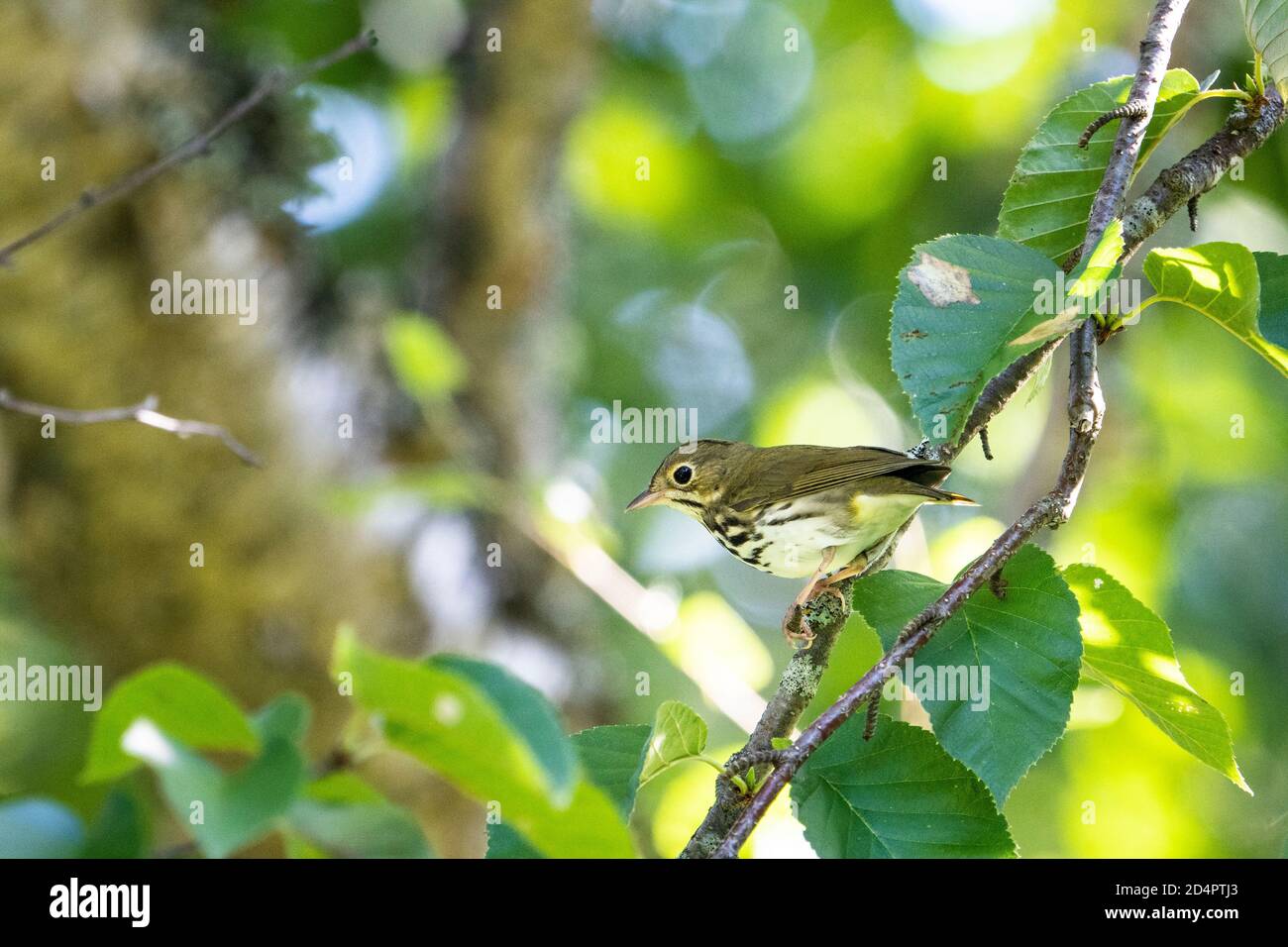 Perched Ovenbird foraging for food in the forest. Stock Photo