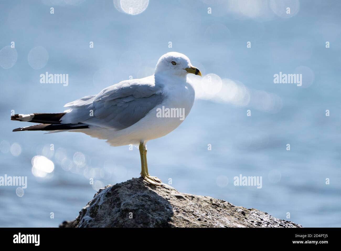 Ring-billed Gull resting on rock formation on a beautiful sunny day. Stock Photo