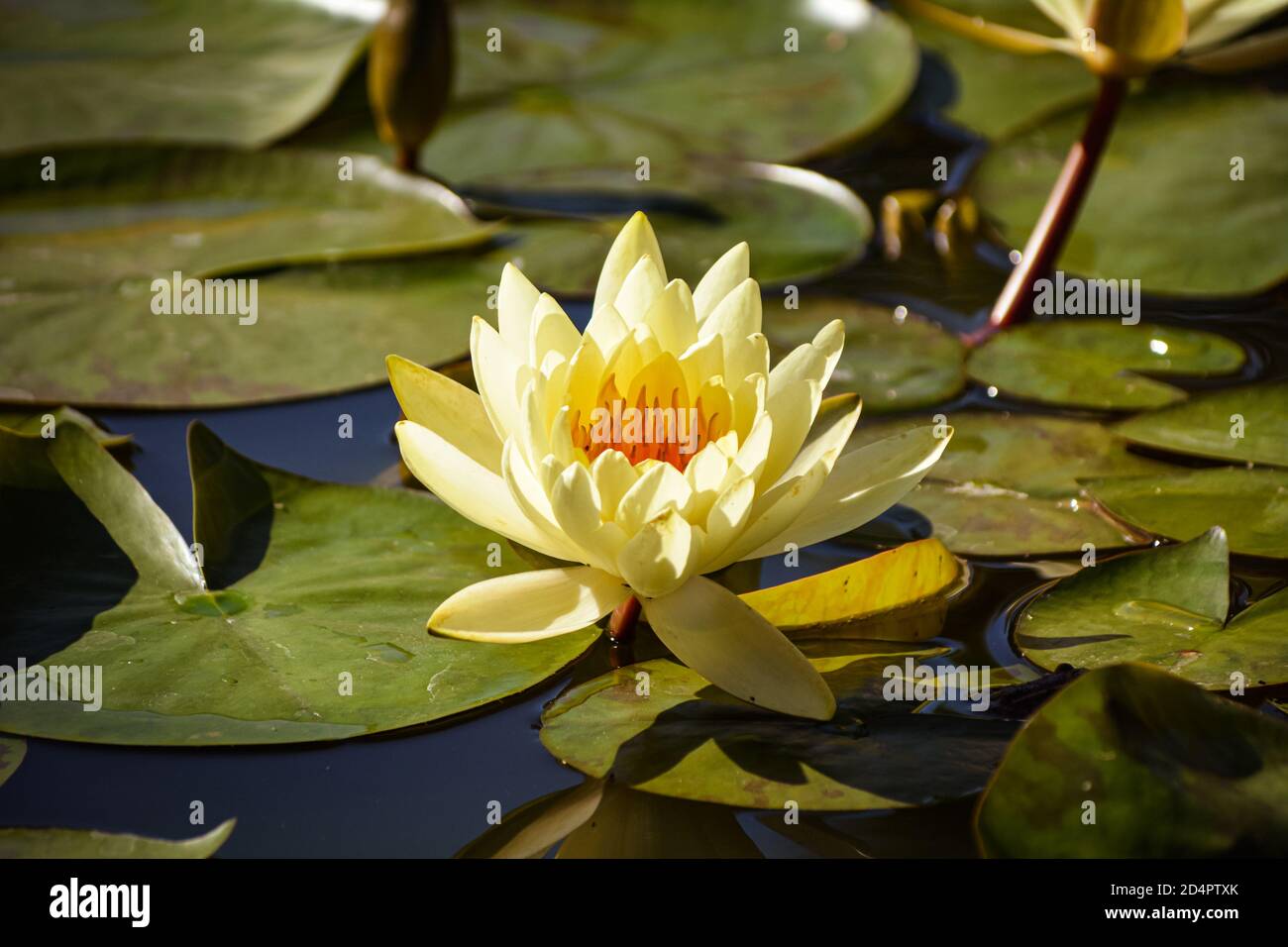 Beautiful flower of yellow water lily in the afternoon Stock Photo - Alamy