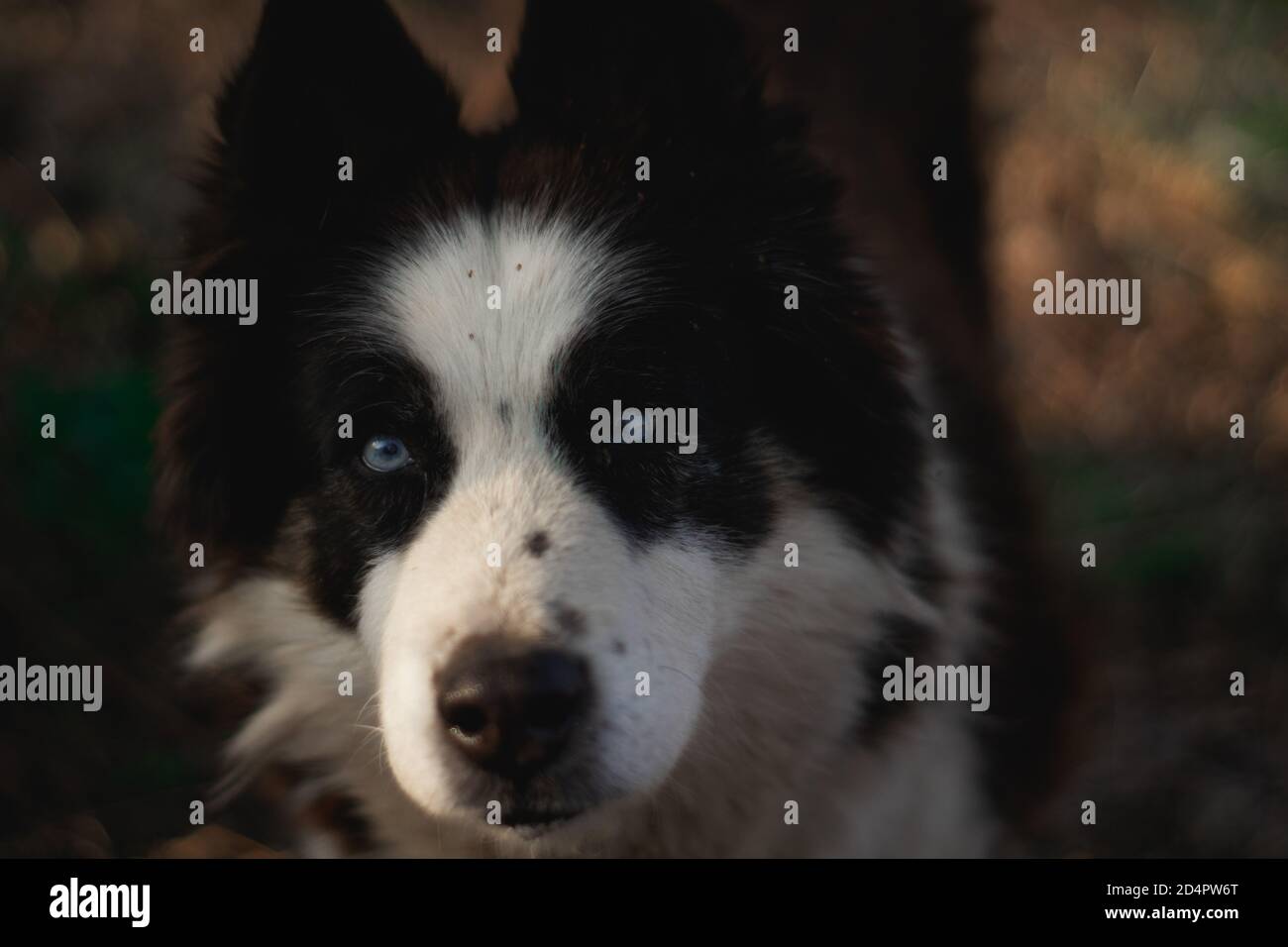 Husky Dog with blue eyes in the sunlight Stock Photo