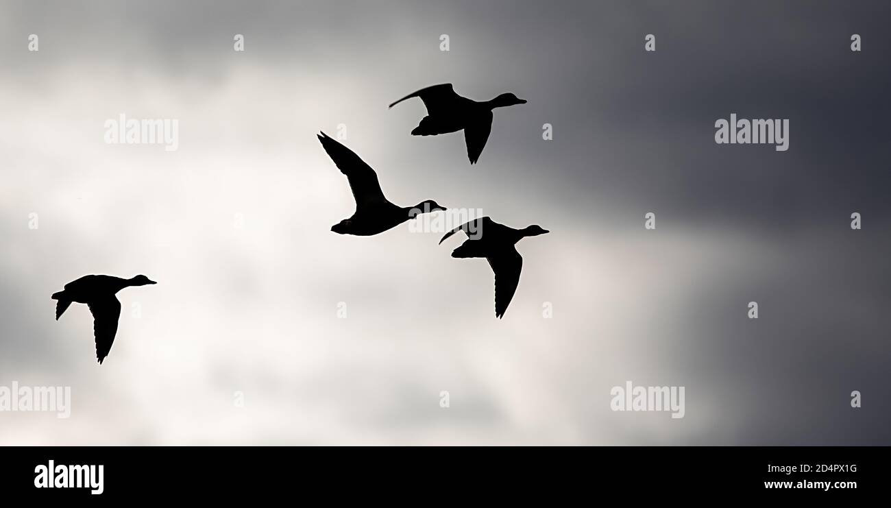 Silhouette of four geese in flight Stock Photo