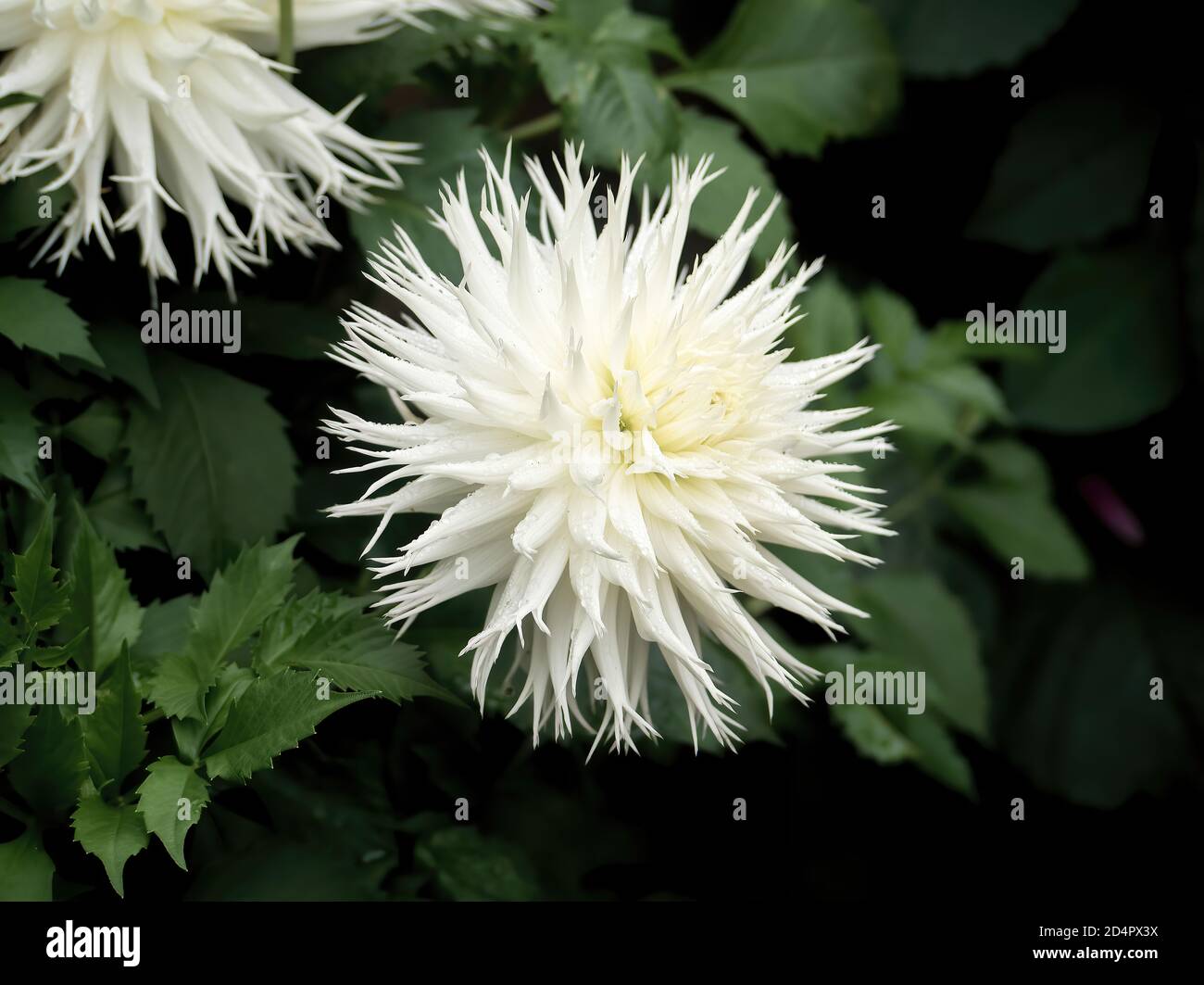 Spikey Ball Flower High Resolution Stock Photography And Images Alamy