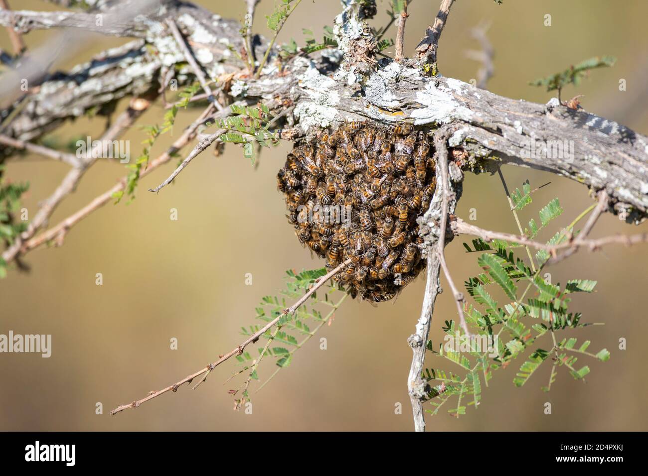 Small nest of wild bees (Apis mellifera) clustered underneath a branch Stock Photo