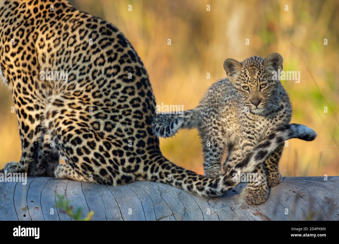 Female leopard (Panthera pardus) and her four month old cub Stock Photo