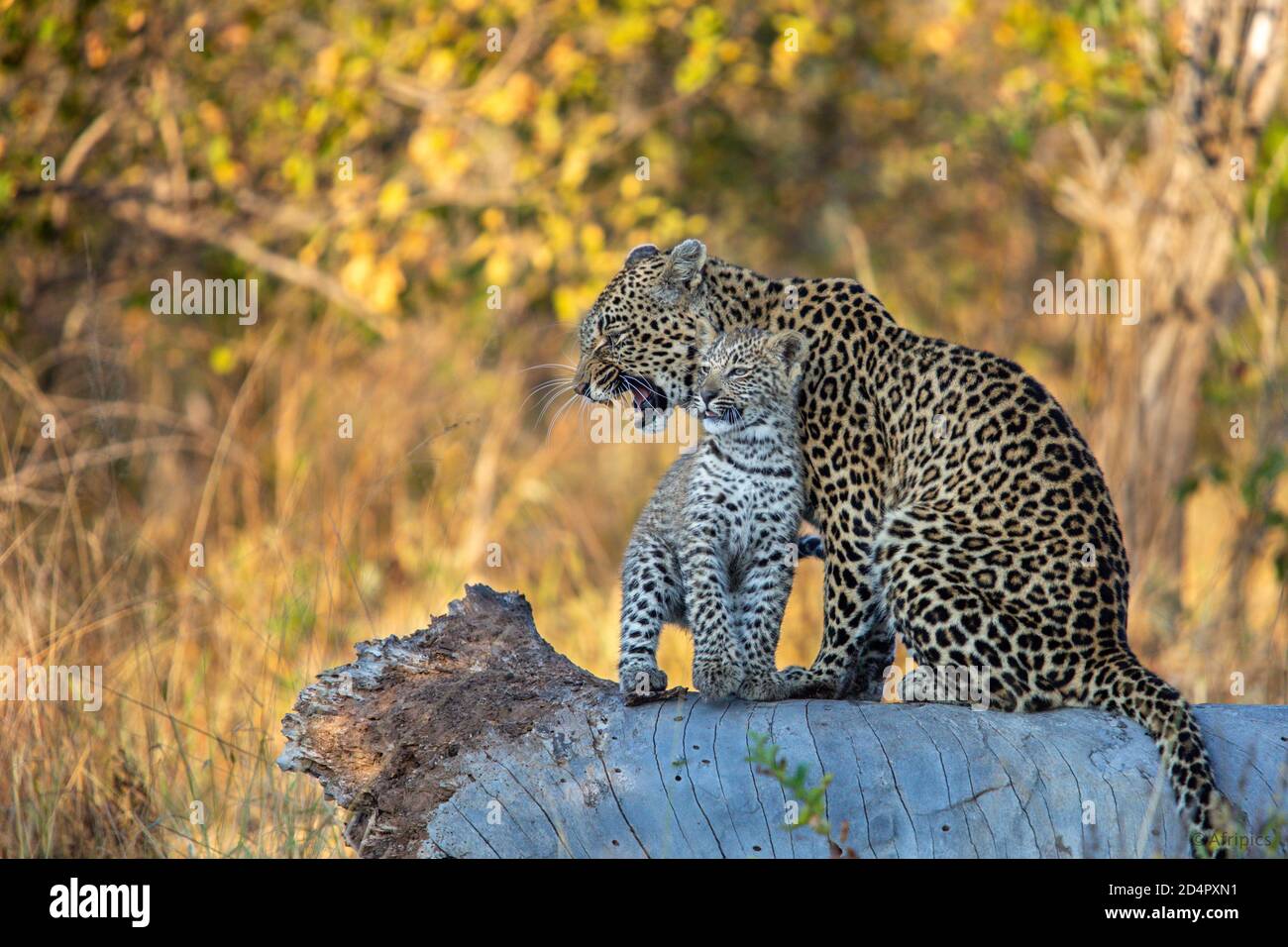 Female leopard (Panthera pardus) snarling at  her four month old cub Stock Photo