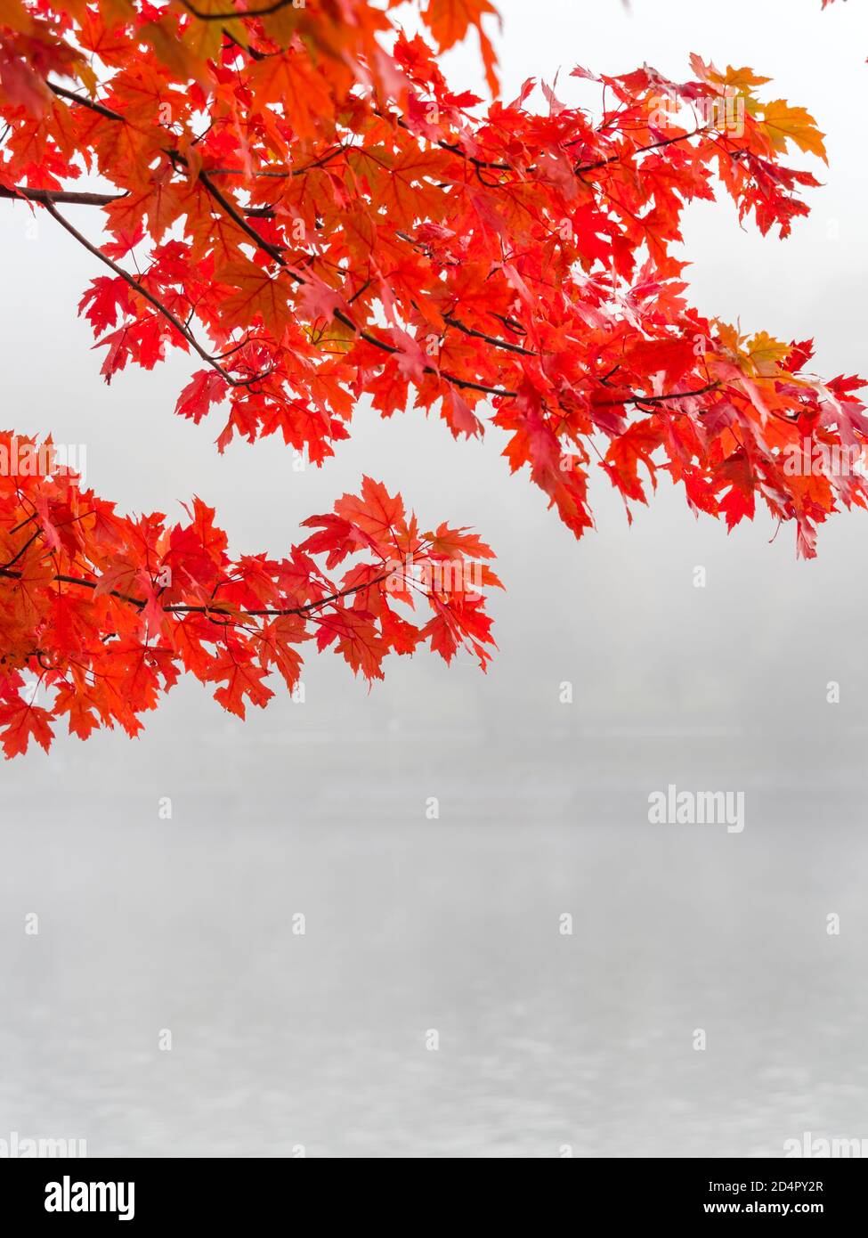Intensive Red vivid color colored leaves Fall Autumn season seasonal hanging from above very foggy morning coastline  Bajer lake in Fuzine in Croatia Stock Photo