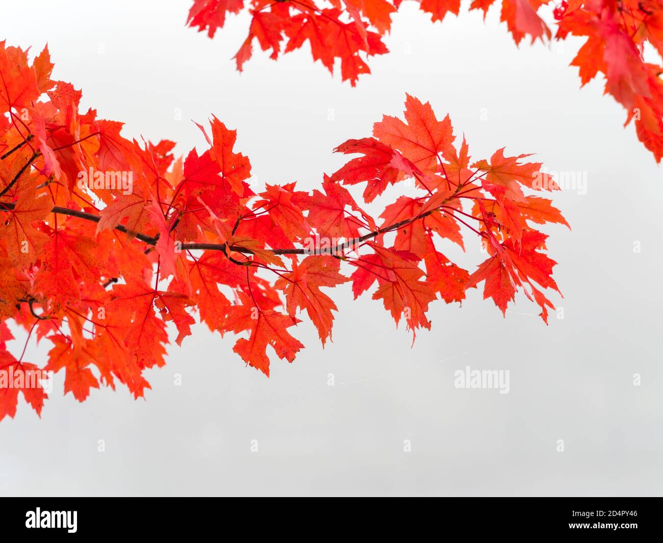 Intensive Red vivid color colored leaves Fall Autumn season seasonal Stock Photo