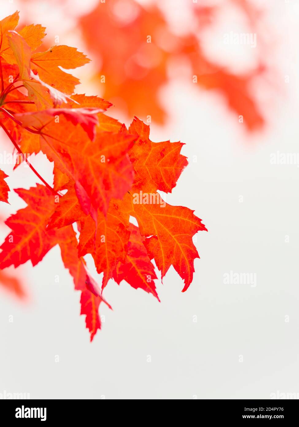 Intensive Red vivid color colored leaves Fall Autumn season seasonal close-up detail isolated closeup almost macro hanging from above Stock Photo