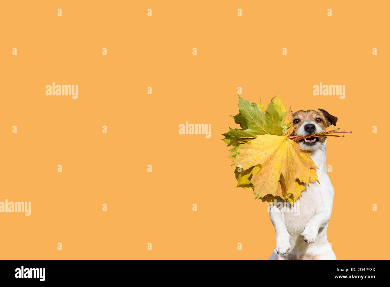 Thanksgiving invitation concept with happy dog holding autumn bouquet of maple leaves against seamless background Stock Photo