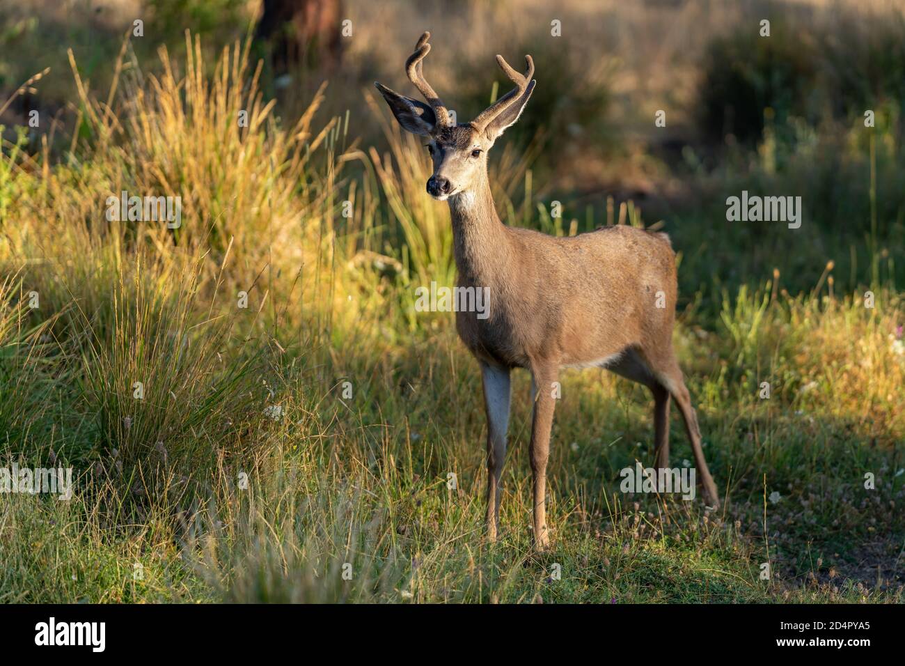 White-tailed Deer Buck with Antlers. Oregon, Ashland, Cascade Siskiyou National Monument, Summer Stock Photo