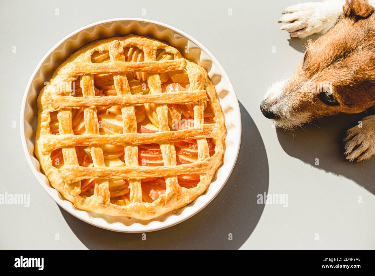 Family pet dog wishing traditional apple pie made for Thanksgiving dinner Stock Photo