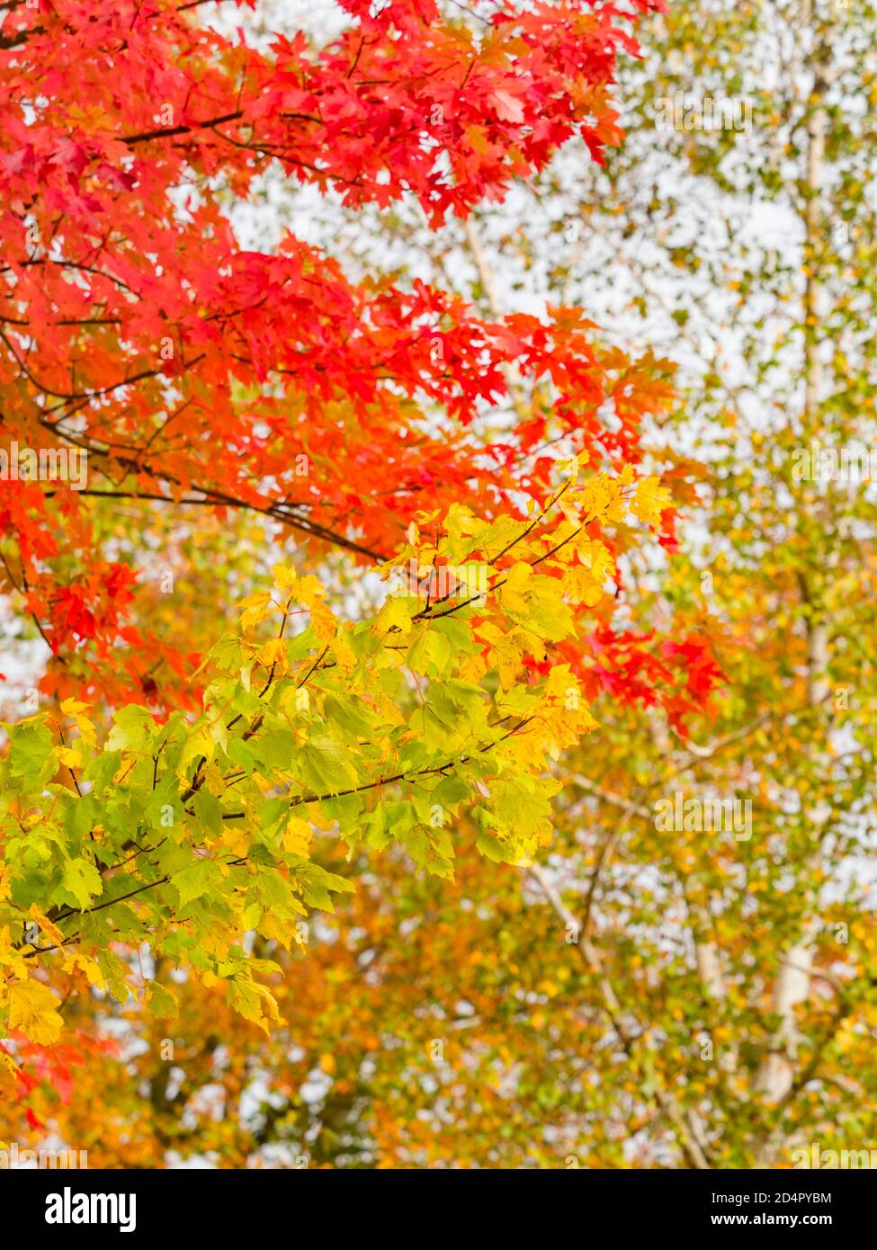 Intensive Red Yellow Green vivid color colored leaves Fall Autumn season seasonal trees tree branch branches nature natural environment Stock Photo