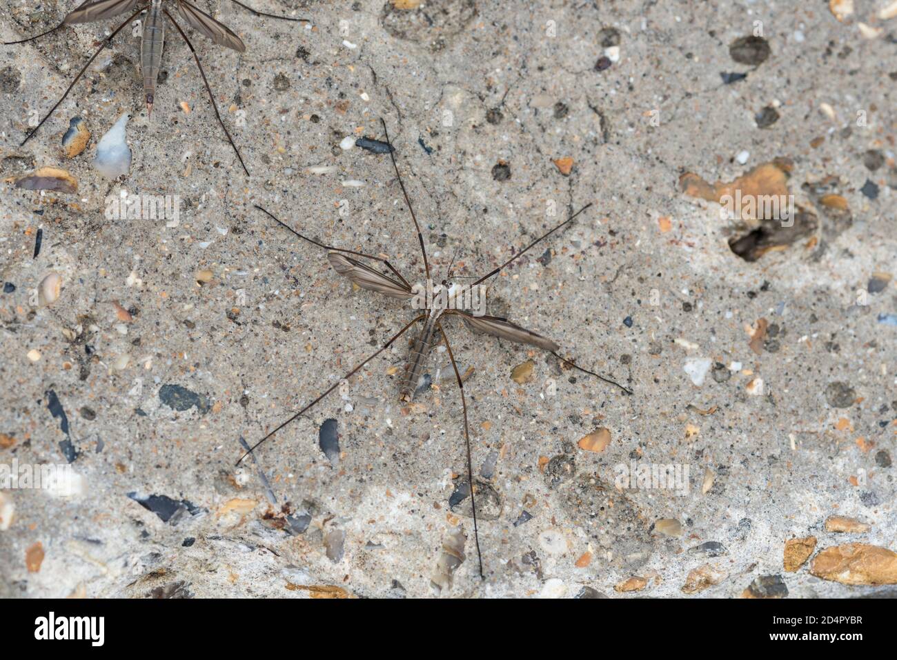 Male Crane-fly (Tipula sp) sheltering on the concrete seawall at Herne Bay Stock Photo