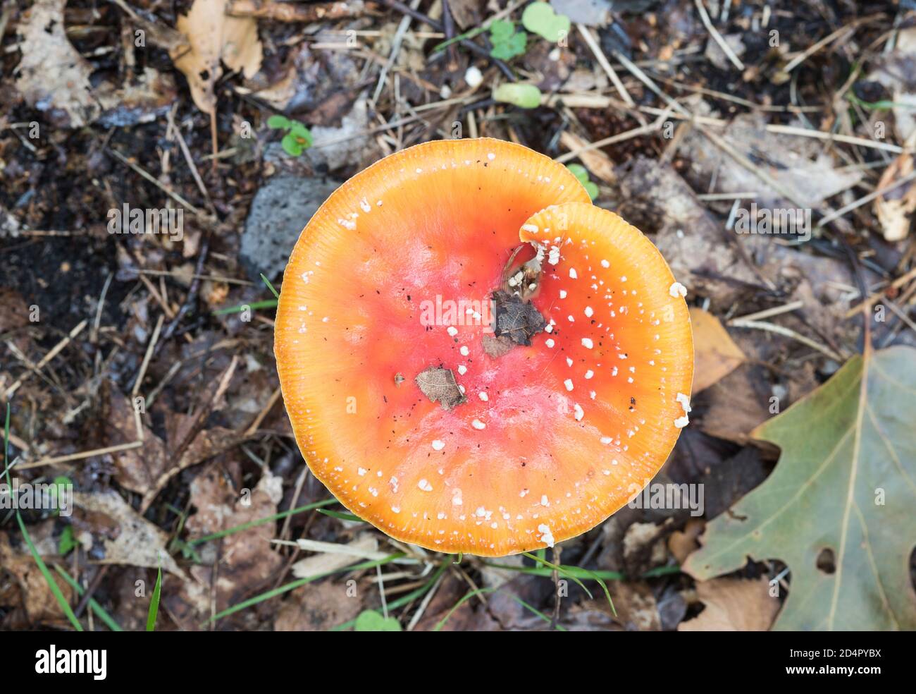 Cap of the Fly Agaric (Amanita muscaria) fungus Stock Photo