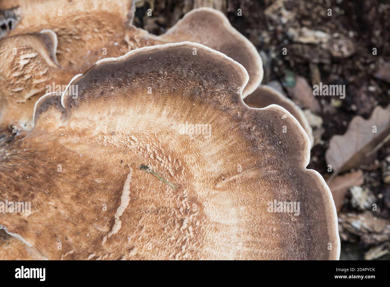 Giant Polypore (Meripilus giganteus) fungus Stock Photo Alamy