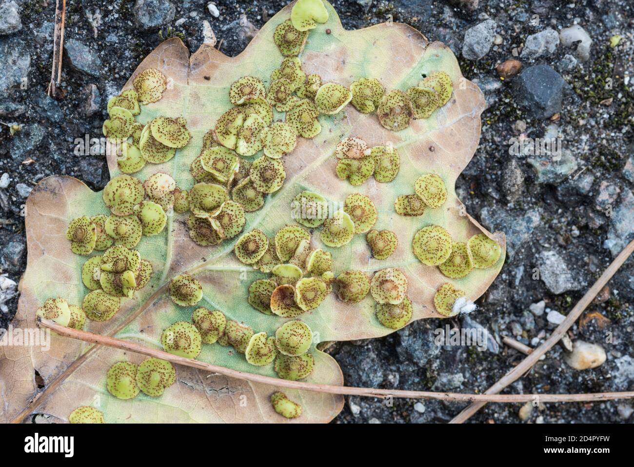 Common Spangled Galls (Neuroterus quercusbaccarum) on an Oak leaf Stock Photo