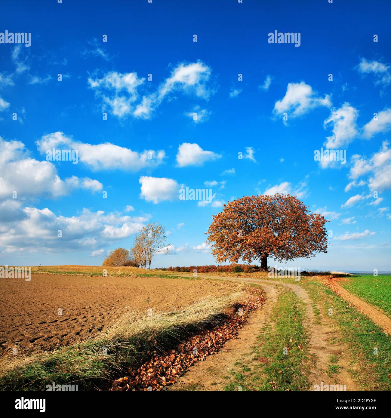 Field path through cultivated landscape in autumn, harvested field, ploughed and harrowed field, blue sky with cumulus clouds, solitary chestnut tree Stock Photo