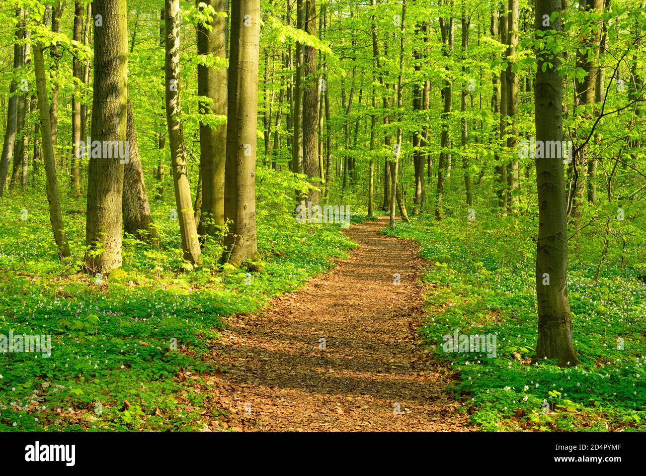 Semi Deciduous Forest High Resolution Stock Photography and Images - Alamy