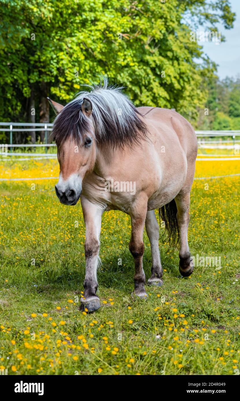 Light brown horse with black and white mane in a paddock, yellow flower