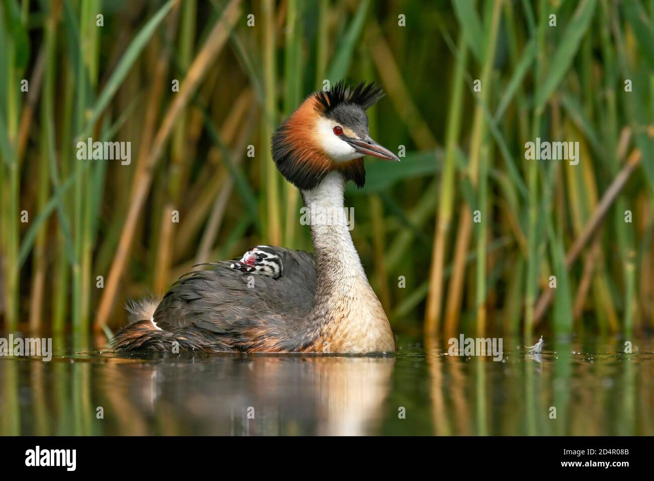 Great crested grebe (Podiceps cristatus), with chick in plumage in the water in front of reeds, Lake Lucerne, Canton Lucerne, Switzerland, Europe Stock Photo