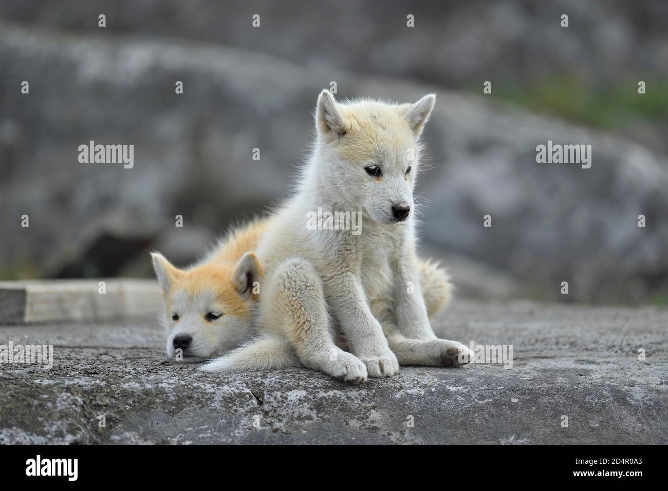 Two young Greenlandic dogs sitting on a rock slab, puppies, Qeqertarsuaq, disco island, Greenland, North America Stock Photo